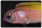 Forktail Blenny